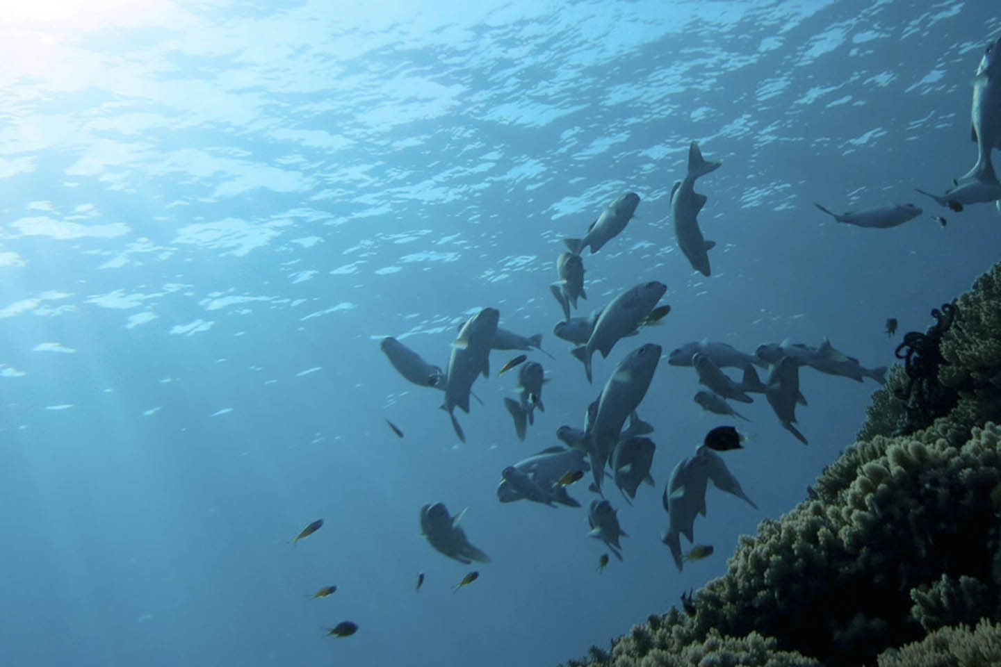 fondo marino con peces